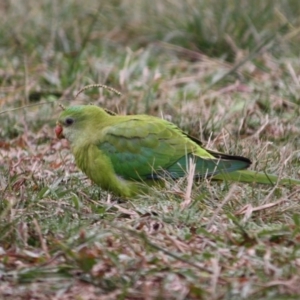 Polytelis swainsonii at Hughes, ACT - 13 May 2019