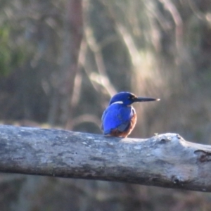 Ceyx azureus at Narooma, NSW - 12 May 2019 02:21 PM