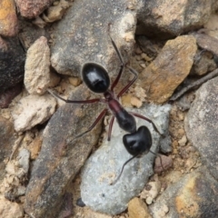 Camponotus intrepidus (Flumed Sugar Ant) at Kanangra-Boyd National Park - 29 Mar 2019 by RobParnell