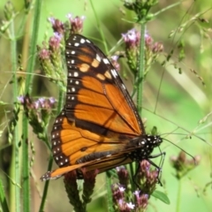 Danaus plexippus (Monarch) at  - 28 Mar 2019 by RobParnell