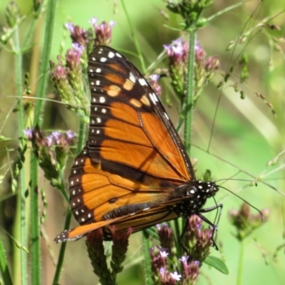 Danaus plexippus (Monarch) at - 28 Mar 2019 by RobParnell