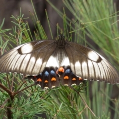 Papilio aegeus (Orchard Swallowtail, Large Citrus Butterfly) at Blue Mountains National Park, NSW - 29 Mar 2019 by RobParnell