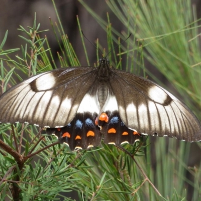 Papilio aegeus (Orchard Swallowtail, Large Citrus Butterfly) at Blue Mountains National Park, NSW - 29 Mar 2019 by RobParnell