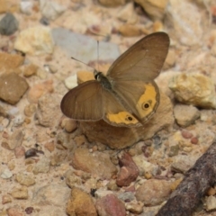 Hypocysta pseudirius (Grey Ringlet, Dingy Ringlet) at Blue Mountains National Park, NSW - 29 Mar 2019 by RobParnell