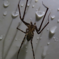 Stiphidiidae (family) (Platform or Sheetweb spider) at Narrabundah, ACT - 18 May 2019 by RobParnell