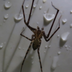 Stiphidiidae (family) at Narrabundah, ACT - 18 May 2019 11:13 AM