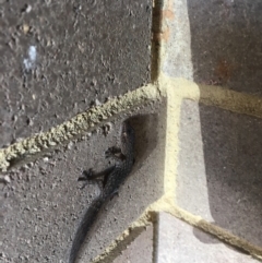 Christinus marmoratus (Southern Marbled Gecko) at Wanniassa, ACT - 18 May 2019 by jks