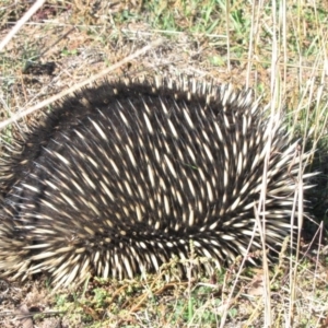 Tachyglossus aculeatus at Molonglo River Reserve - 18 May 2019 12:02 PM