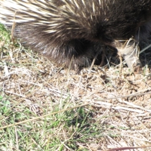 Tachyglossus aculeatus at Molonglo River Reserve - 18 May 2019 12:02 PM