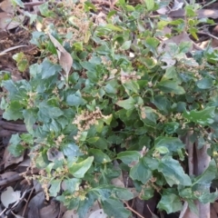 Chenopodium glaucum (Glaucous Goosefoot) at Symonston, ACT - 18 May 2019 by Mike