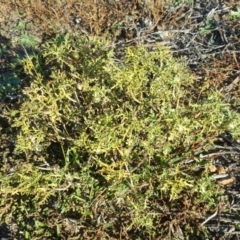 Solanum triflorum (Three-flowered Nightshade) at Jerrabomberra, ACT - 18 May 2019 by Mike