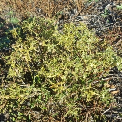 Solanum triflorum (Three-flowered Nightshade) at Jerrabomberra, ACT - 18 May 2019 by Mike