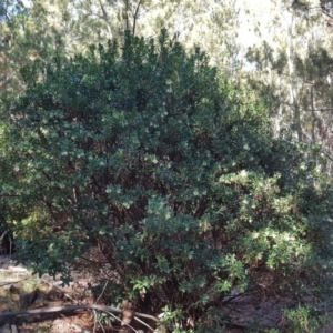 Arbutus unedo at Isaacs, ACT - 17 May 2019 01:10 PM