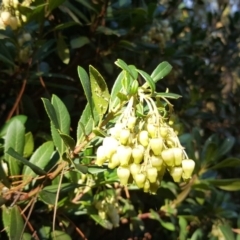 Arbutus unedo at Isaacs, ACT - 17 May 2019 01:10 PM