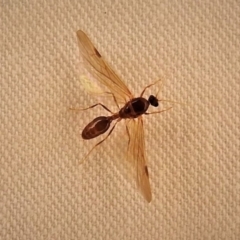 Formicidae (family) (Unidentified ant) at Wanniassa, ACT - 18 May 2019 by JohnBundock