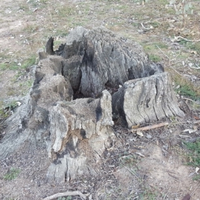 Papyrius nitidus (Shining Coconut Ant) at Symonston, ACT - 18 May 2019 by Mike