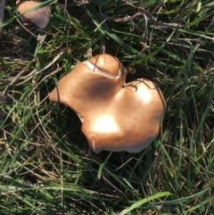 zz agaric (stem; gills not white/cream) at Hughes, ACT - 16 May 2019 by LisaH