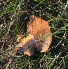 zz agaric (stem; gills not white/cream) at Hughes, ACT - 16 May 2019