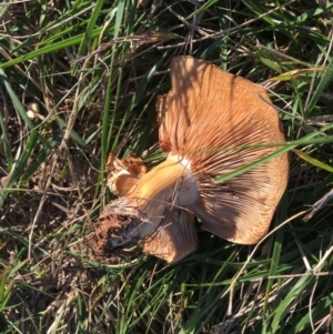 zz agaric (stem; gills not white/cream) at Hughes, ACT - 16 May 2019