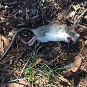 Rattus rattus at Deakin, ACT - 16 May 2019