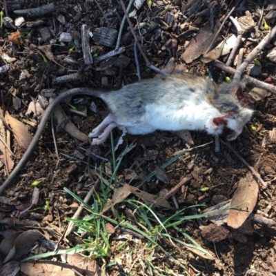 Rattus rattus (Black Rat) at Deakin, ACT - 16 May 2019 by LisaH