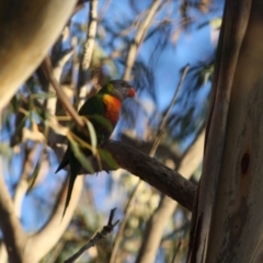 Trichoglossus moluccanus (Rainbow Lorikeet) at Hughes, ACT - 18 May 2019 by LisaH