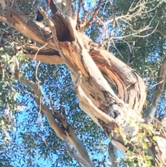 Callocephalon fimbriatum at Hughes, ACT - 18 May 2019