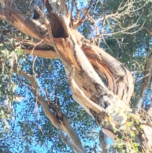 Callocephalon fimbriatum at Hughes, ACT - suppressed