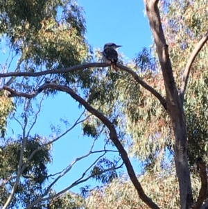 Dacelo novaeguineae at Hughes, ACT - 18 May 2019 12:08 PM