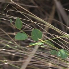 Bossiaea prostrata (Creeping Bossiaea) at Gundaroo, NSW - 22 Mar 2019 by MaartjeSevenster