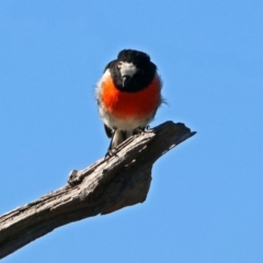 Petroica boodang (Scarlet Robin) at Paddys River, ACT - 18 May 2019 by RodDeb