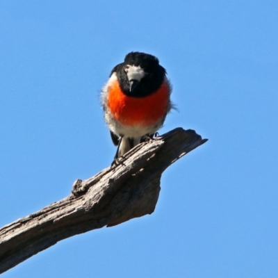 Petroica boodang (Scarlet Robin) at Paddys River, ACT - 18 May 2019 by RodDeb