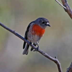 Petroica boodang at Paddys River, ACT - 18 May 2019