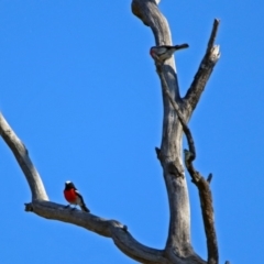 Petroica boodang at Paddys River, ACT - 18 May 2019