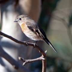 Petroica boodang at Paddys River, ACT - 18 May 2019 11:57 AM