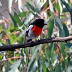 Petroica boodang at Paddys River, ACT - 18 May 2019 11:57 AM