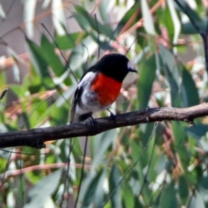 Petroica boodang at Paddys River, ACT - 18 May 2019 11:57 AM