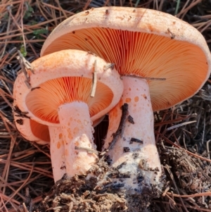 Lactarius deliciosus at Denman Prospect, ACT - 18 May 2019