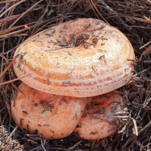 Lactarius deliciosus at Denman Prospect, ACT - 18 May 2019