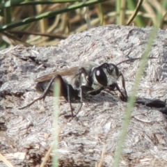 Sphex sp. (genus) (Unidentified Sphex digger wasp) at Paddys River, ACT - 12 Mar 2019 by MichaelBedingfield