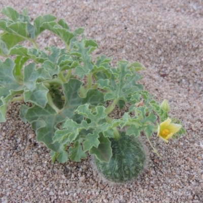 Citrullus amarus (Wild Melon, Camel Melon, Bitter Melon) at Point Hut to Tharwa - 12 Mar 2019 by MichaelBedingfield