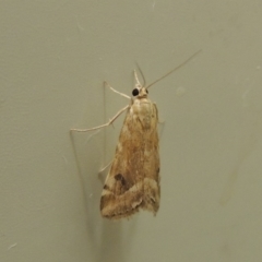 Hellula hydralis (Cabbage Centre Moth) at Conder, ACT - 12 Mar 2019 by MichaelBedingfield