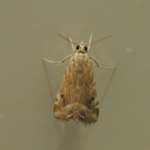 Hellula hydralis at Conder, ACT - 12 Mar 2019 10:16 PM