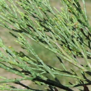 Callitris endlicheri at Greenway, ACT - 16 Oct 2014 01:40 PM