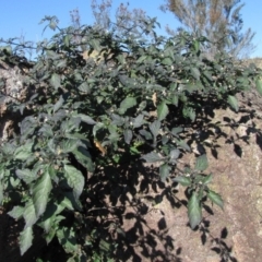 Solanum nigrum (Black Nightshade) at Molonglo River Reserve - 18 May 2019 by Kurt