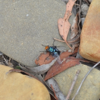 Rutilia (Chrysorutilia) sp. (genus & subgenus) (A Bristle Fly) at Wamboin, NSW - 31 Jan 2019 by natureguy