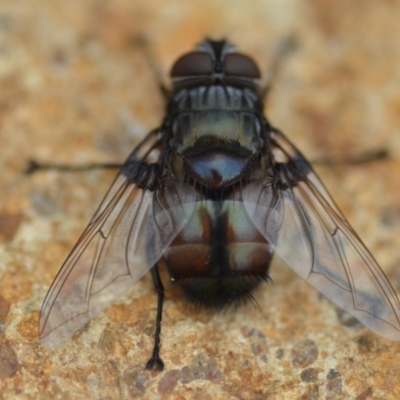 Rutilia sp. (genus) (A Rutilia bristle fly, subgenus unknown) at Wamboin, NSW - 31 Jan 2019 by natureguy