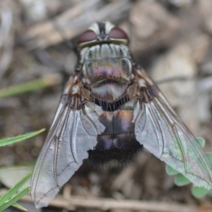 Rutilia (Donovanius) sp. (genus & subgenus) at Wamboin, NSW - 31 Jan 2019 01:28 PM