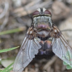 Rutilia (Donovanius) sp. (genus & subgenus) at Wamboin, NSW - 31 Jan 2019 01:28 PM