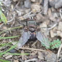 Rutilia (Donovanius) sp. (genus & subgenus) at Wamboin, NSW - 31 Jan 2019